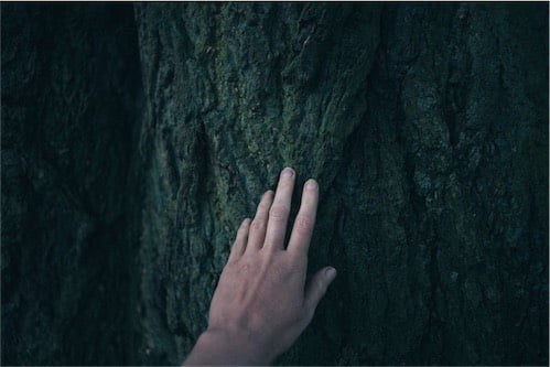 A HAND TOUCHING A TREE