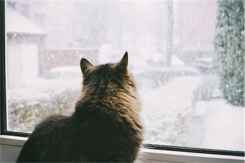 CAT WATCHING SNOW
